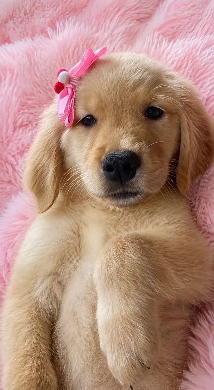 Golden retriever  - Foto 2