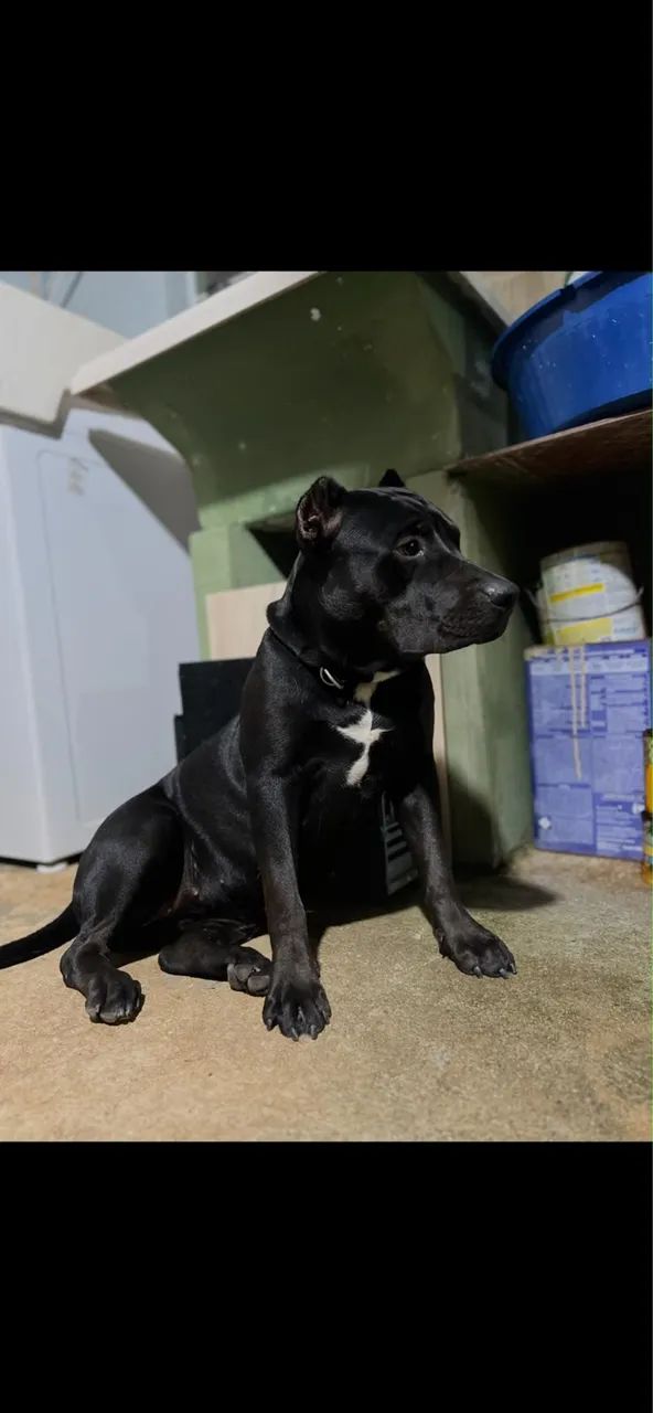 Filhotes de pitbul  - Foto 2