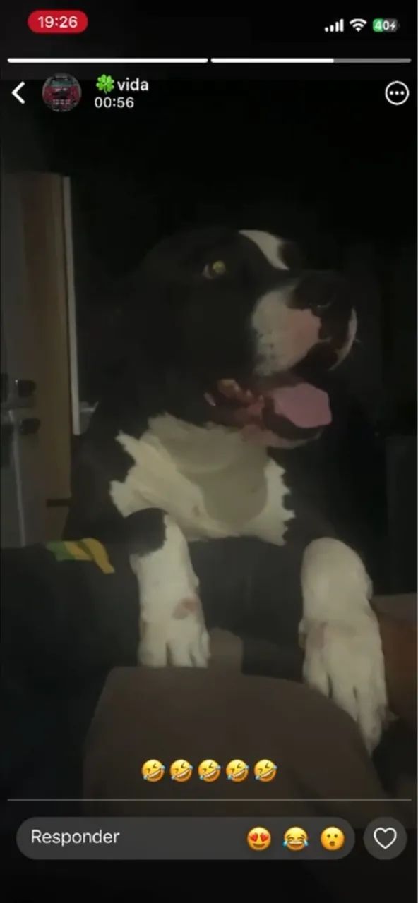 filhote de pitbull americano