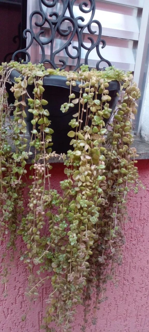 Planta com vaso pendente 