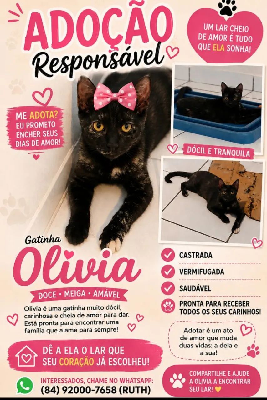 Gatinhos para adoção responsável 