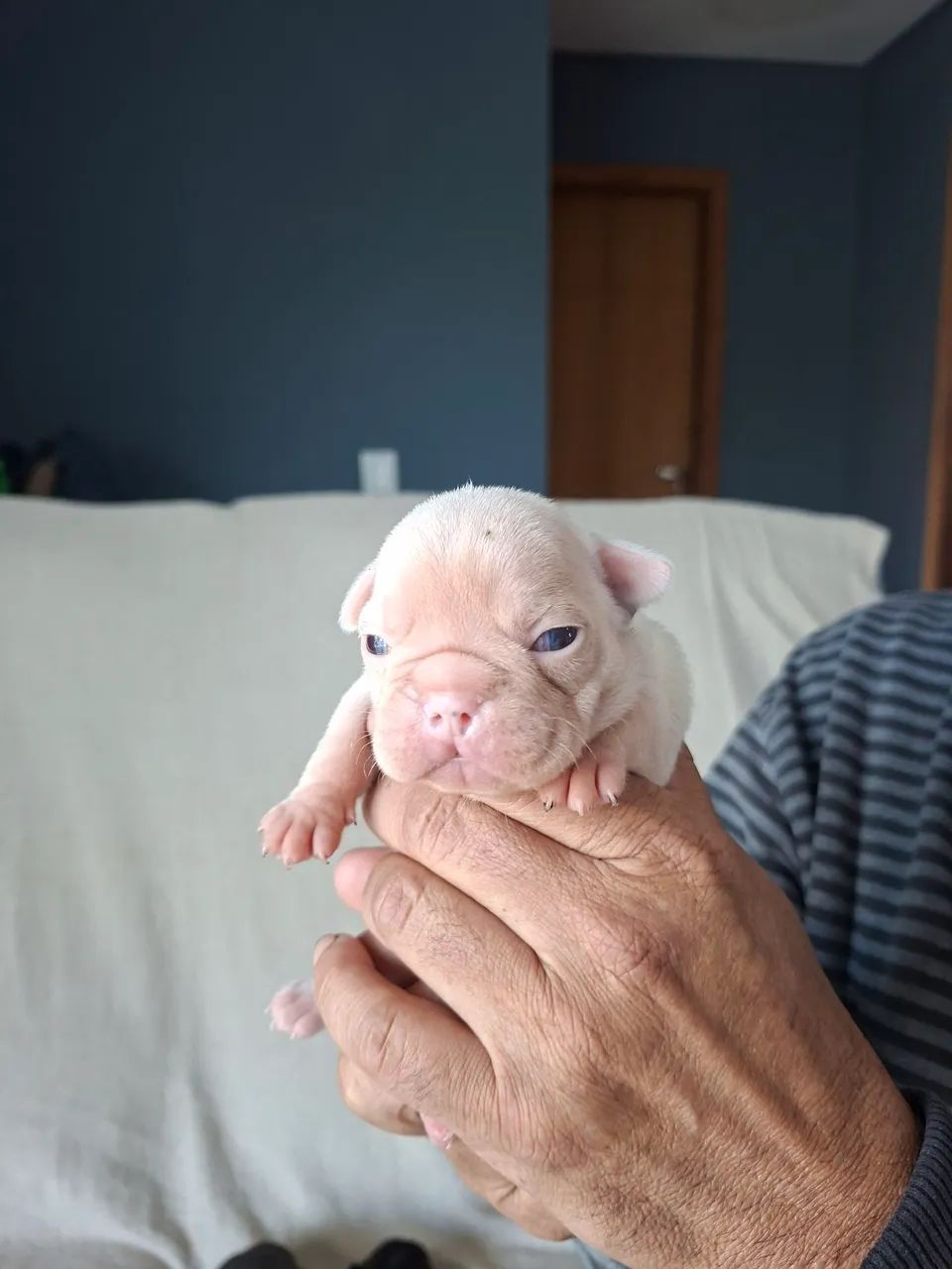 Filhote de bulldog francês 