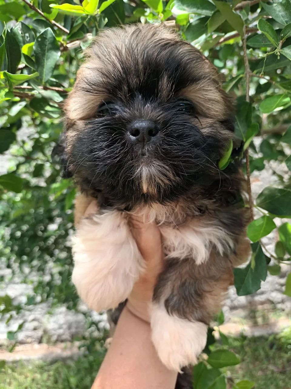 Shitzu parece um ursinho  - Foto 2