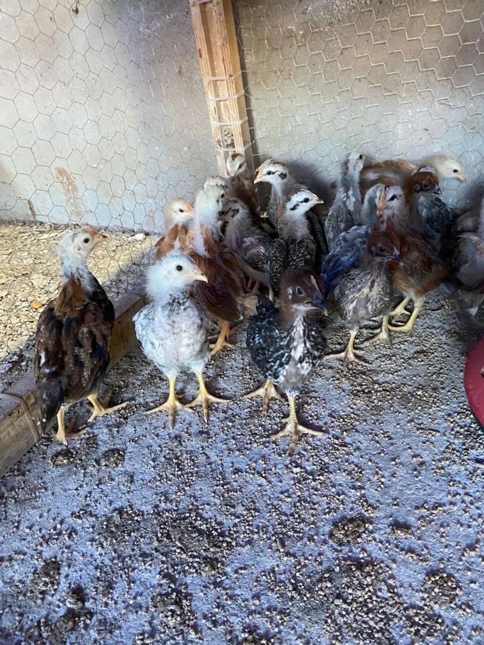 Frangos caipira e frangas poedeiras 1 mes 15 reais - Foto 2
