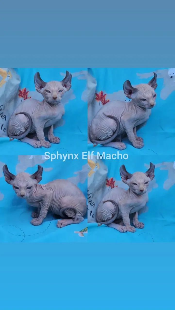 Sphynx Elf Filhotes - Gatil BSB Cat  - Foto 2