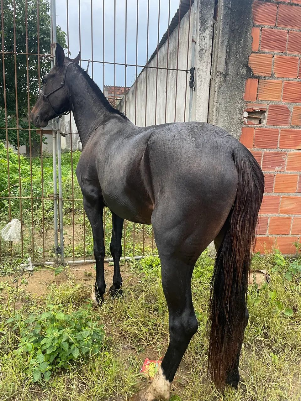 Vende-se égua mansa batida macio - Foto 3