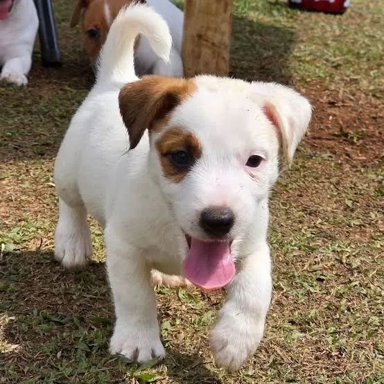 Jack Russel Macho e Fêmea 