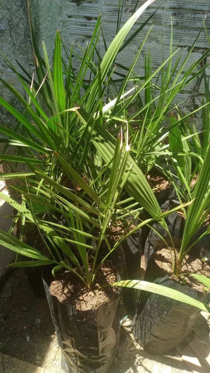 Tamareira  - Foto 2