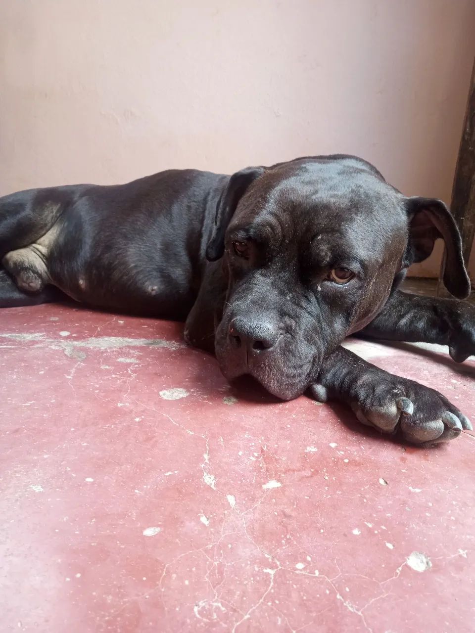 Filhote de Pitbull  - Foto 5