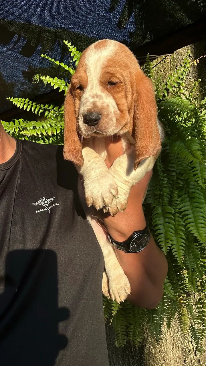 Basset hound - Foto 2