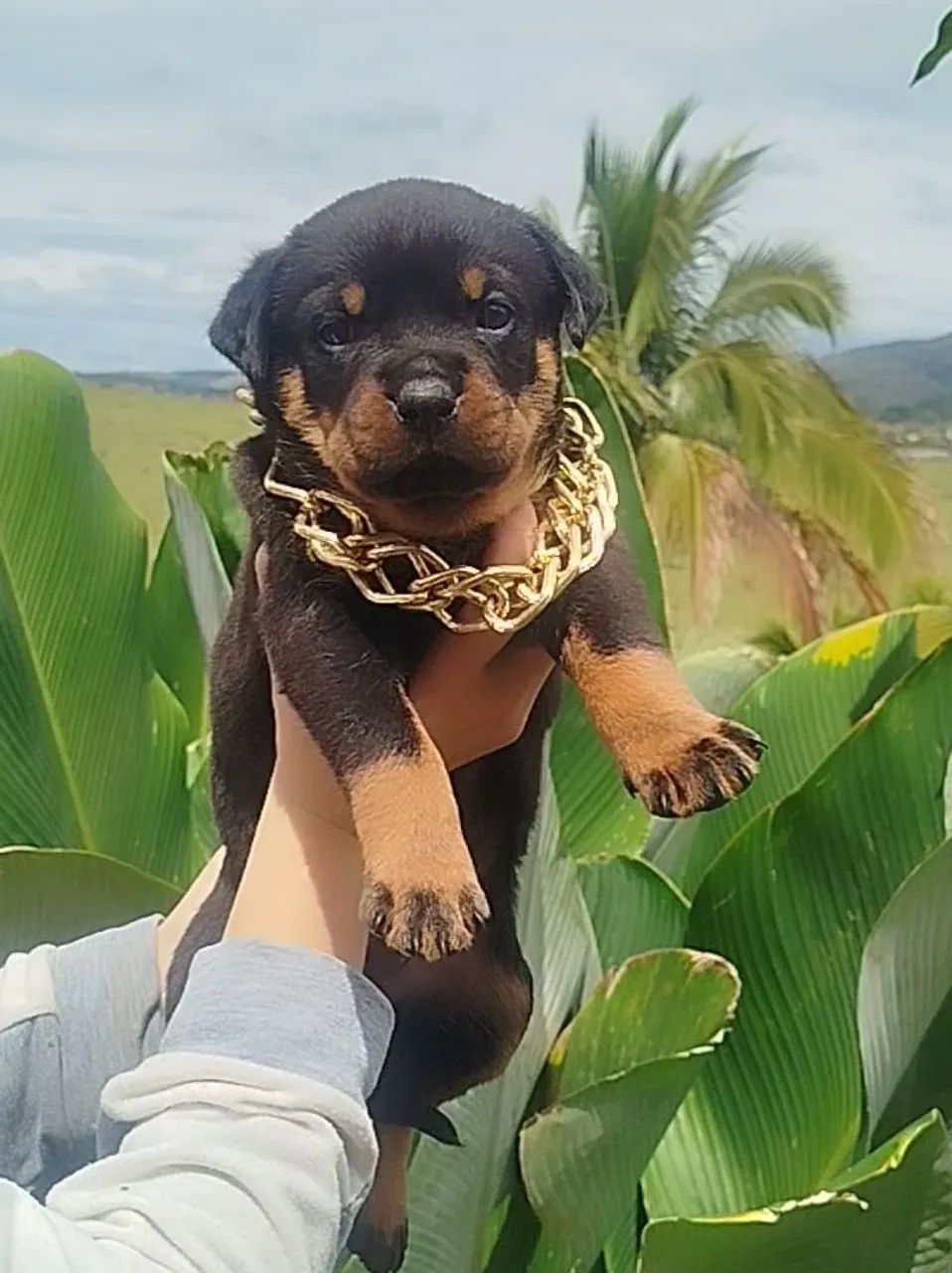 Filhotes de Rottweilers  - Foto 2