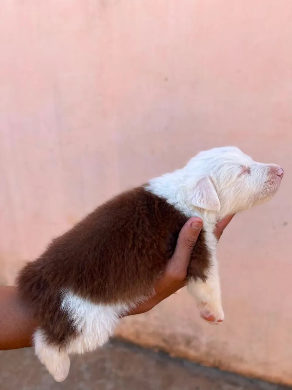 Border collie Macho - Foto 3