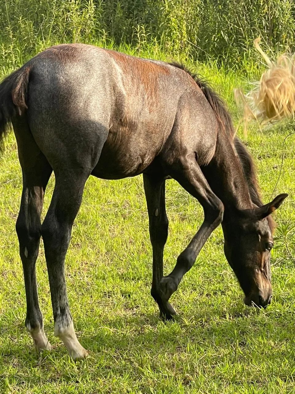 Potro mangalarga puro - Foto 2