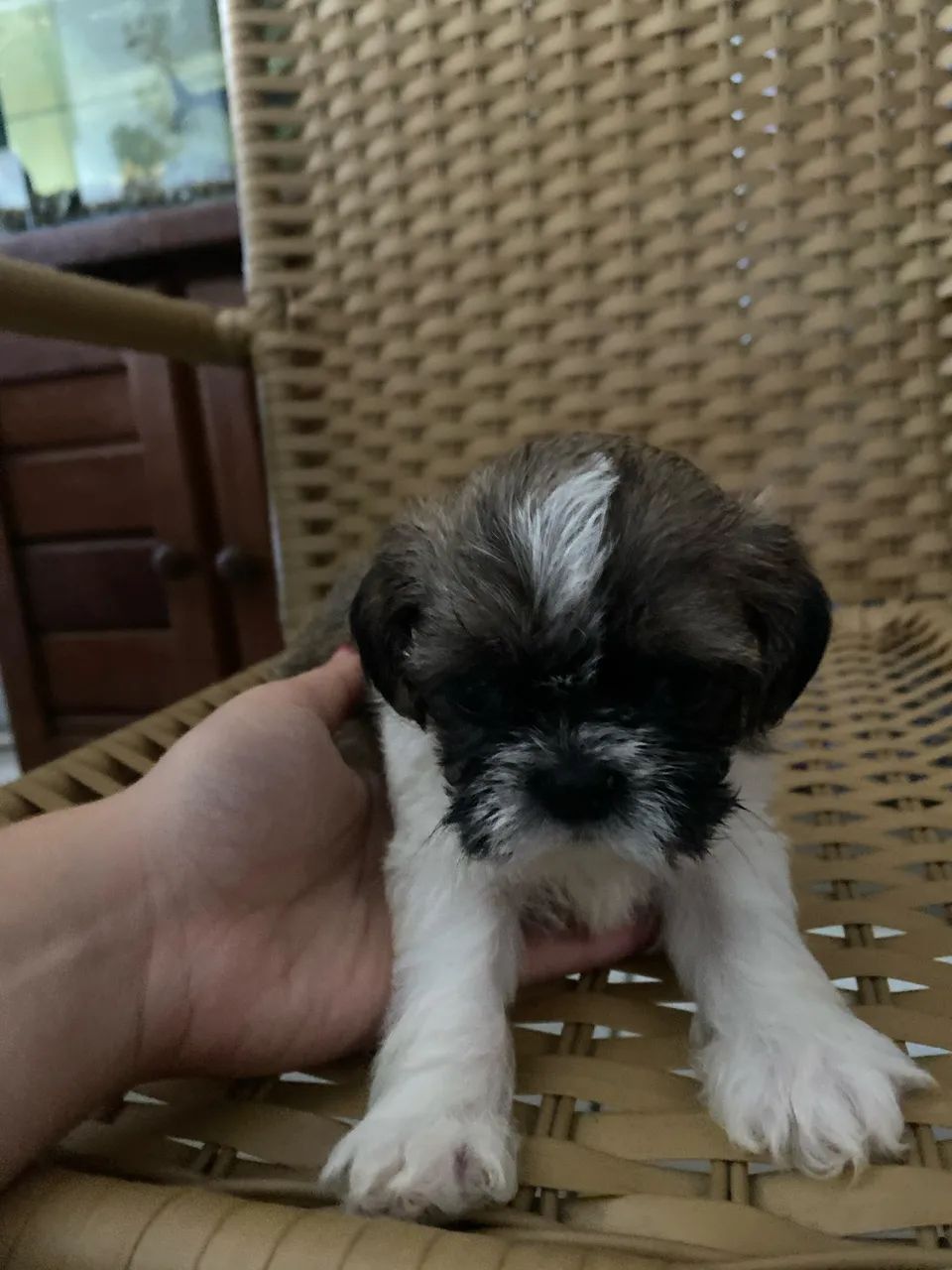 Filhote de Shihtzu  - Foto 3
