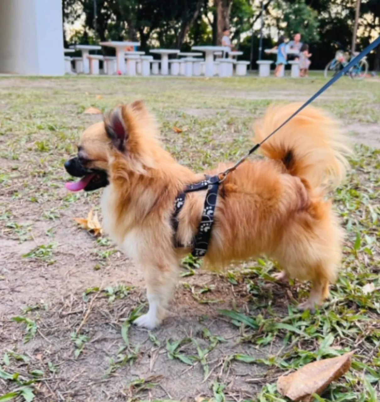 Chihuahua quer namorar  - Foto 4