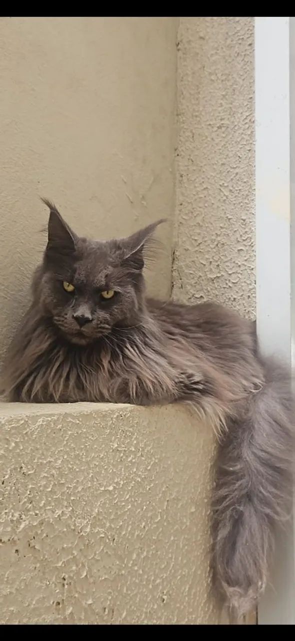 VENDO MAINE COON ADULTO 