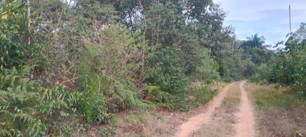 Terreno em novo Airão - Foto 4