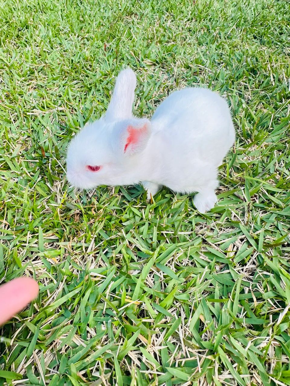 Coelhos - Foto 4