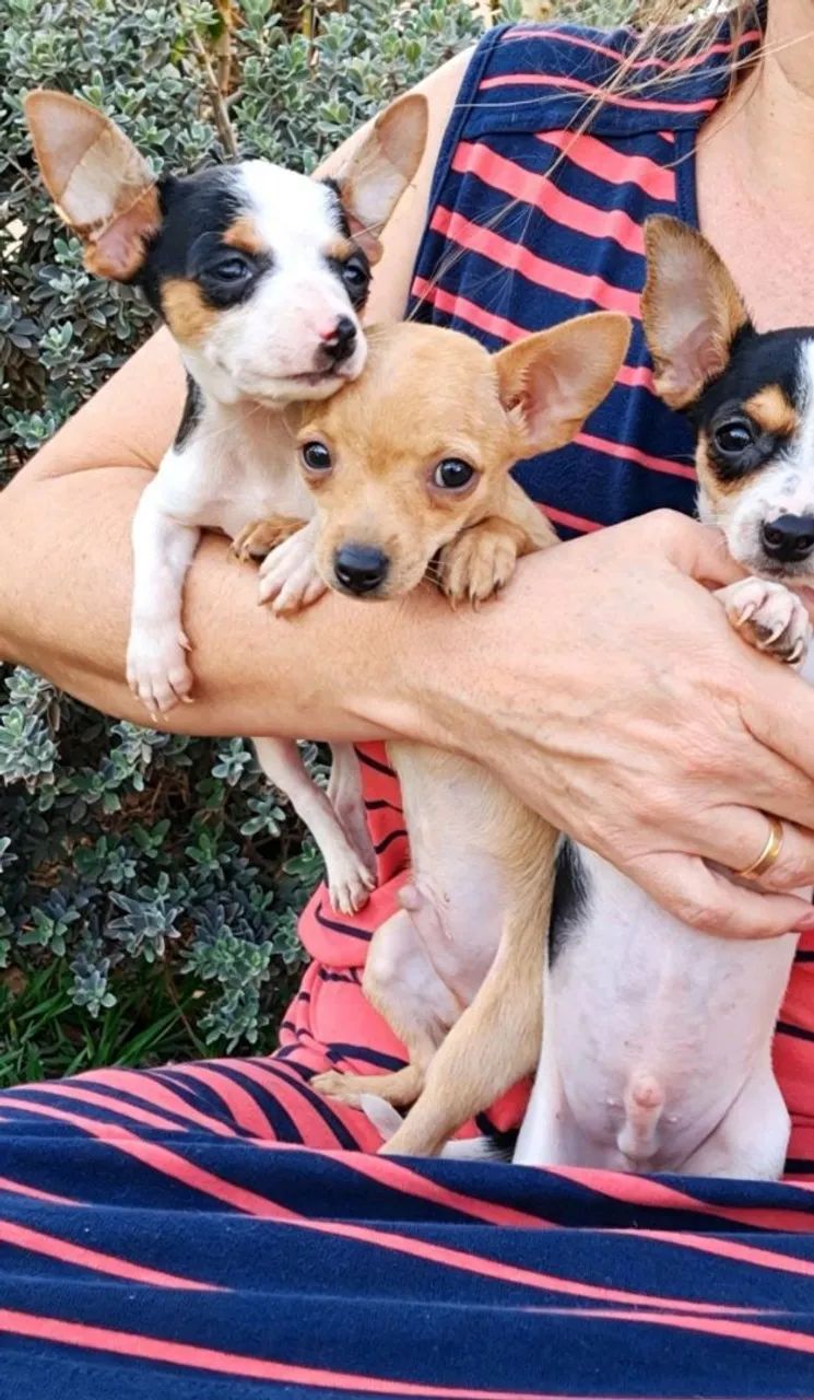 Pinscher  - Foto 2