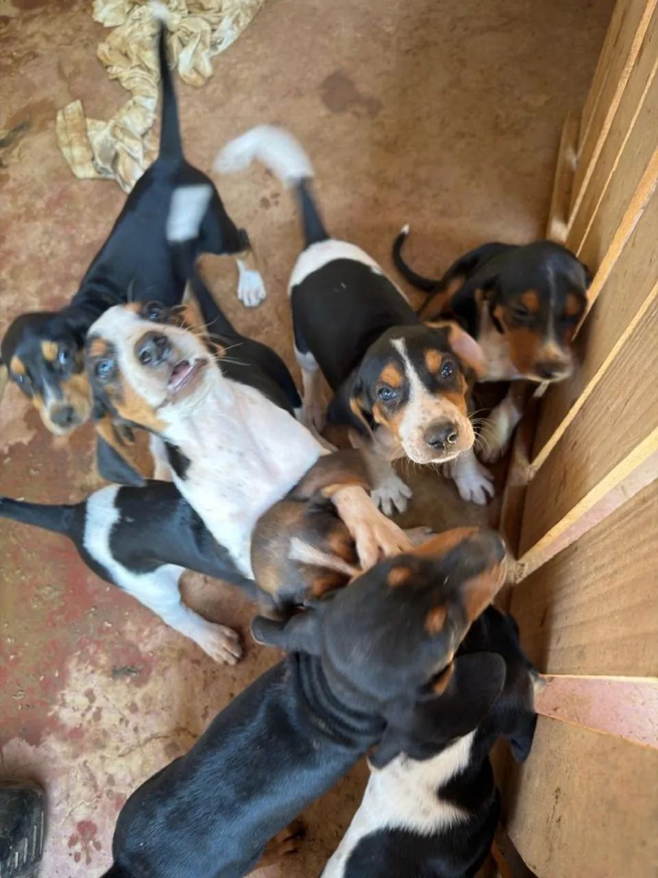 Cachorro Americano de caça - Foto 3