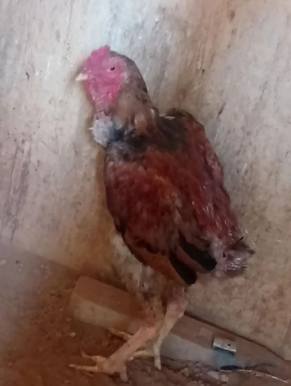 Eu estou vendendo  - Foto 2