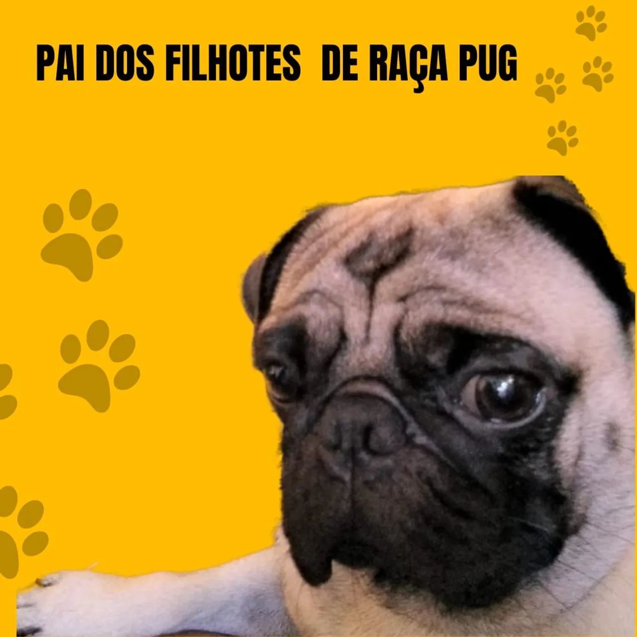 Pug  - Foto 3