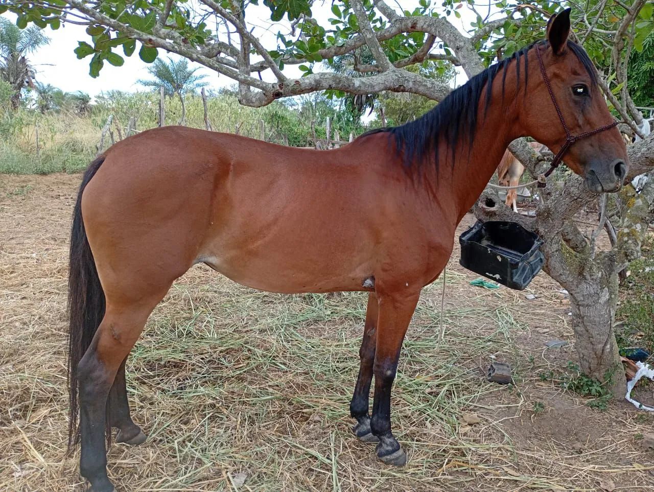 Vende se uma egua Qm . Com mangalarga  - Foto 3