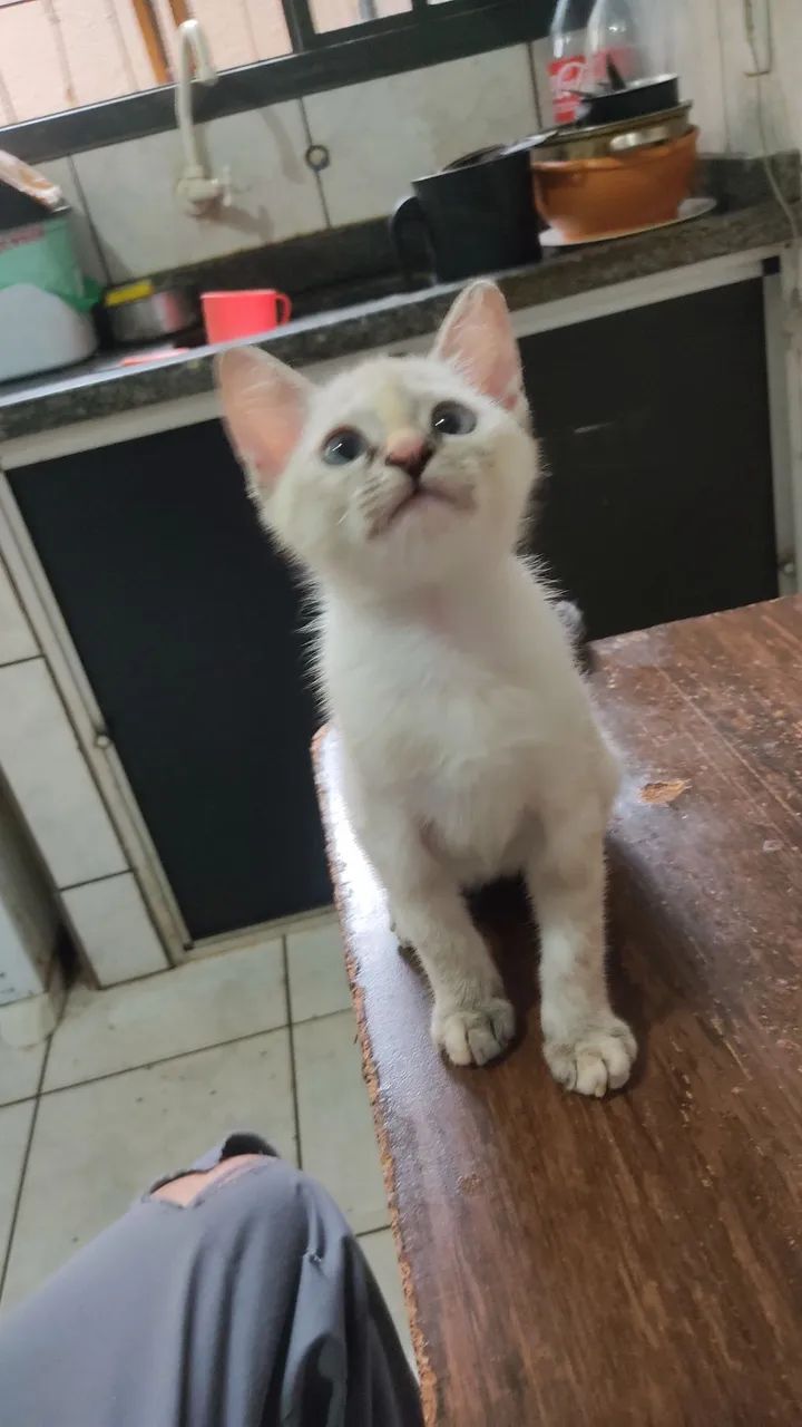 Doa se Filhotes de Gato 