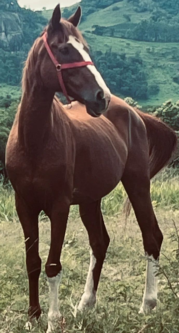 Cavalo Mangalarga (castrado)