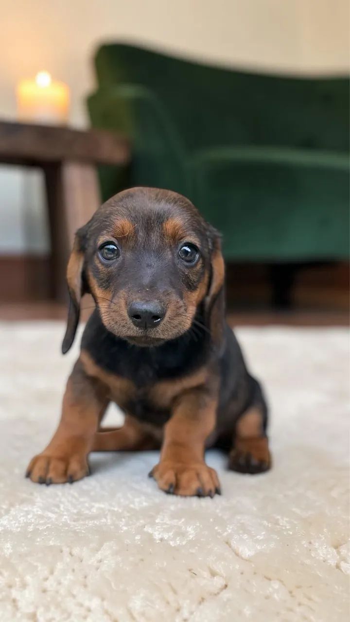 Daschund padrão Mini macho  - Foto 5