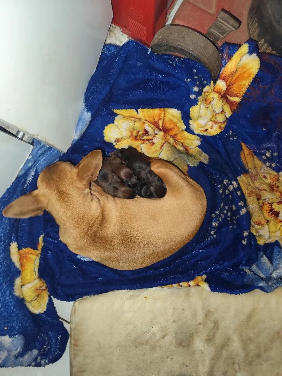Pinscher DOAÇÃO  - Foto 5