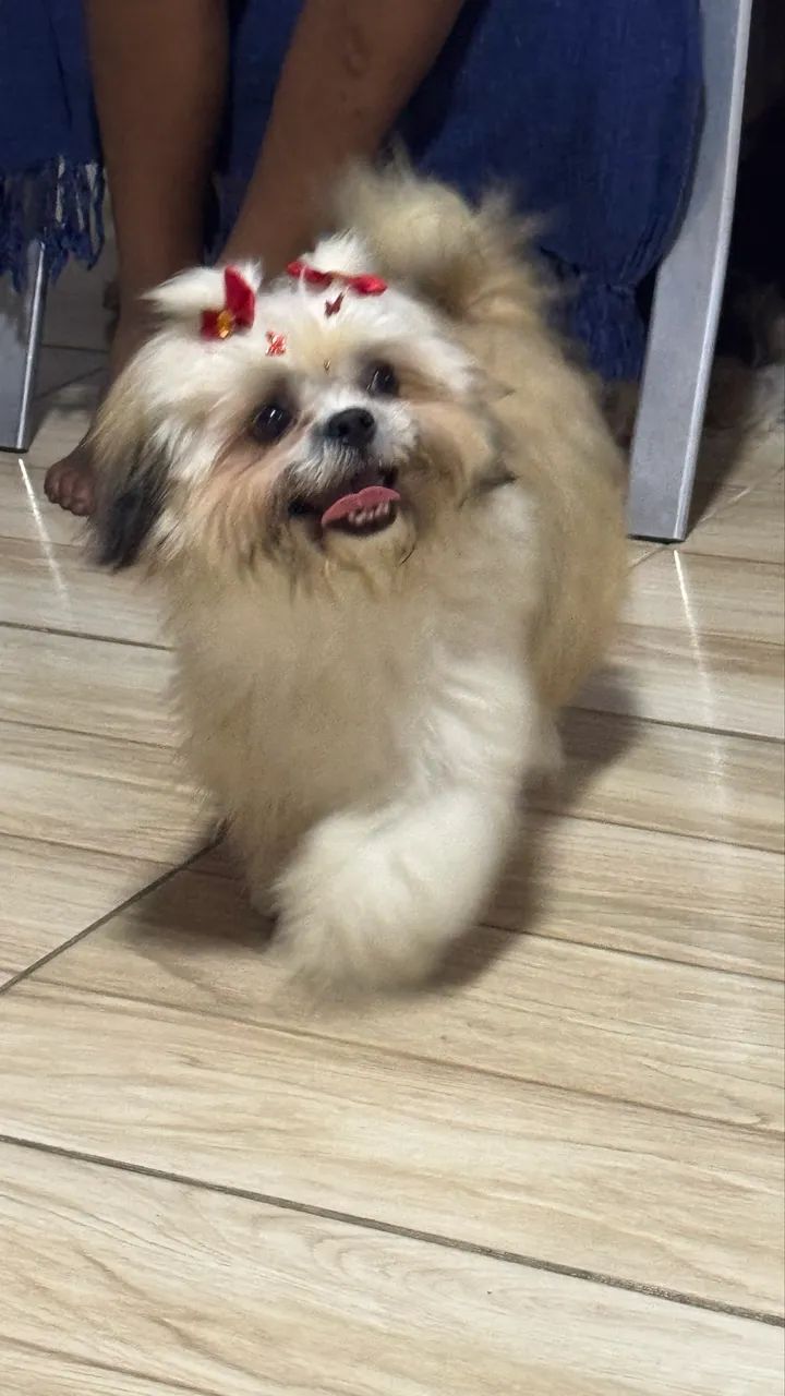 Vendo cachorro  - Foto 3