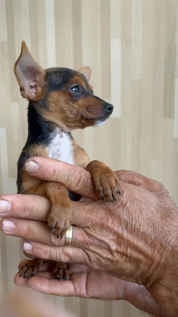 Pinsher 
