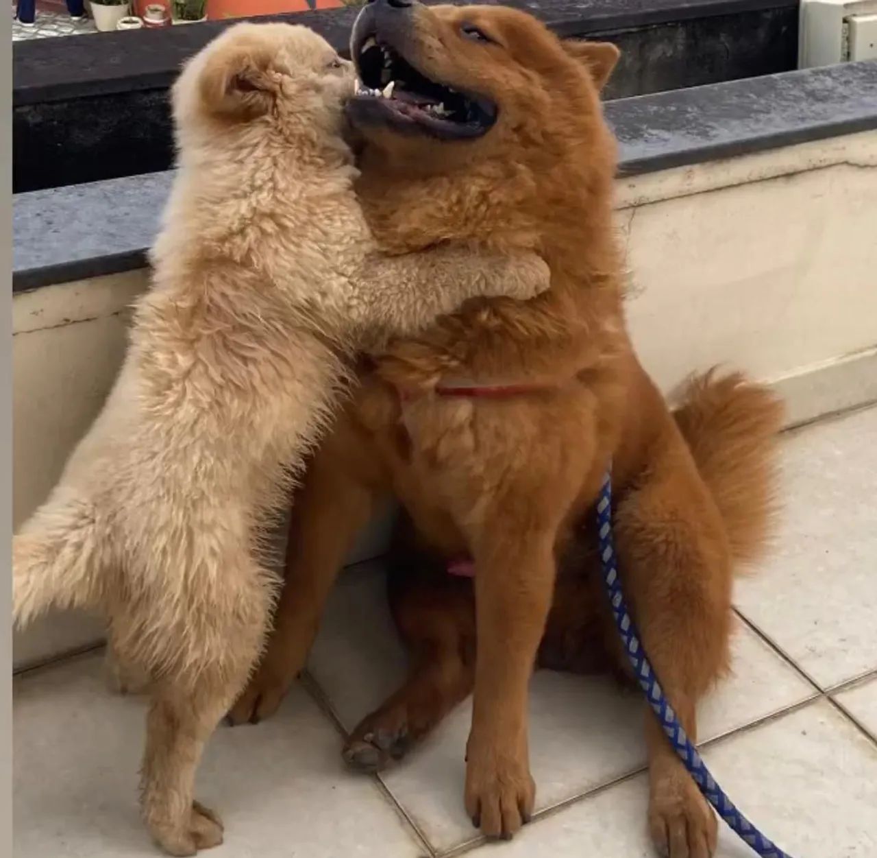 Filhotes de Chow Chow  - Foto 2