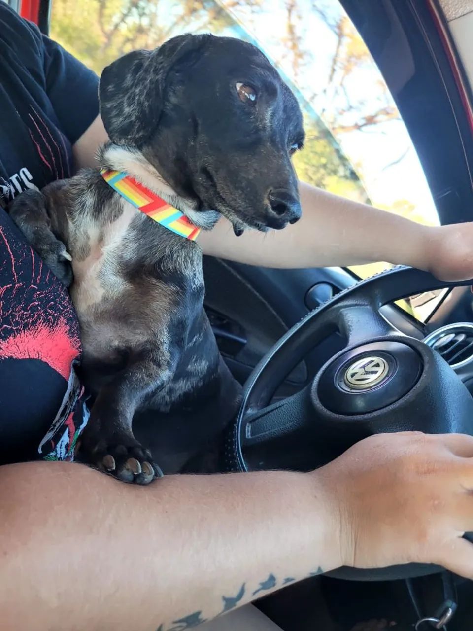 Cachorro salsicha  - Foto 4