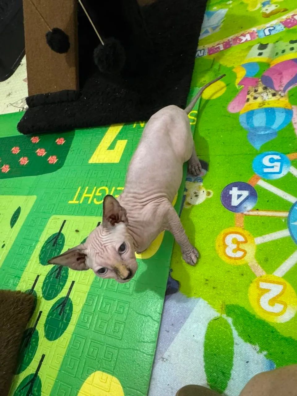 sphynx  fêmea  - Foto 3