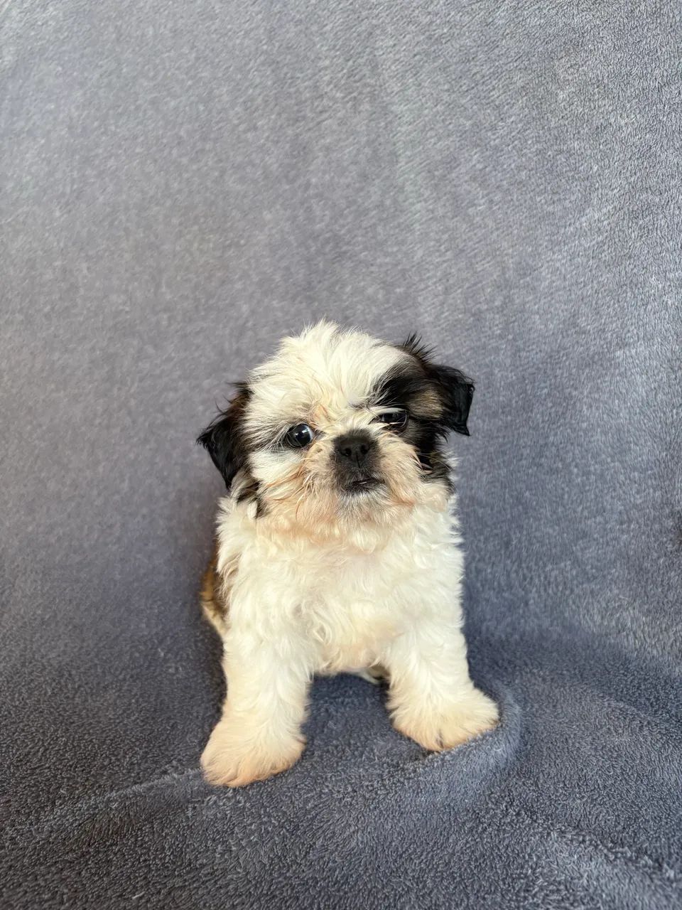 Shihtzu fêmea  - Foto 4