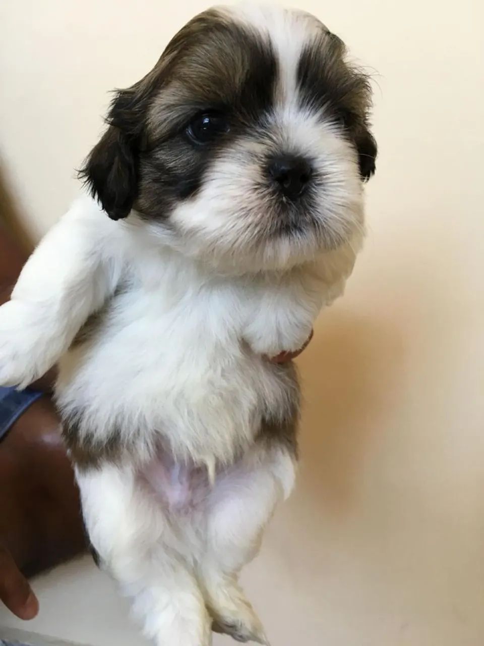 Shih tzu excelente qualidade 