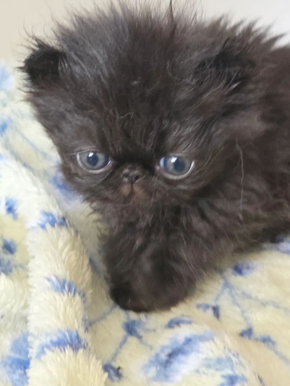 Gato preto  Persa macho 