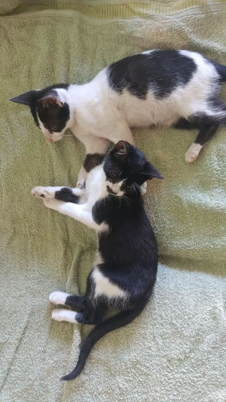 Gatinhos macho