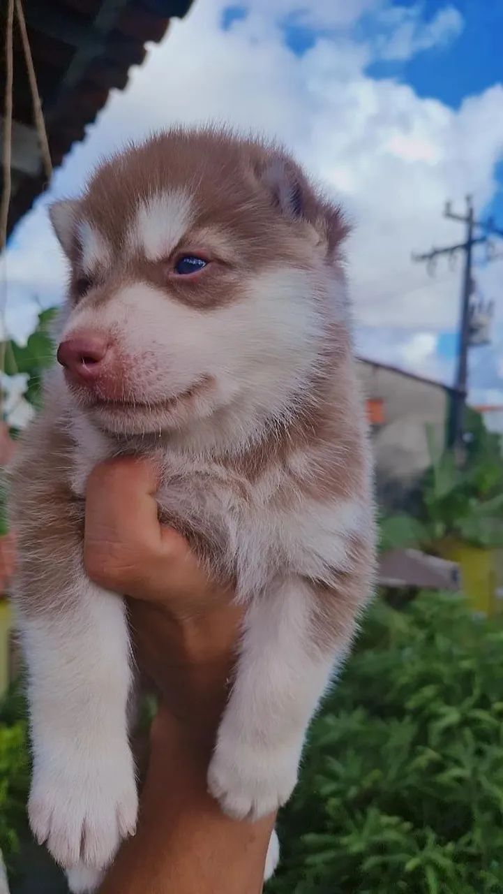 Husky siberiano macho - Foto 2