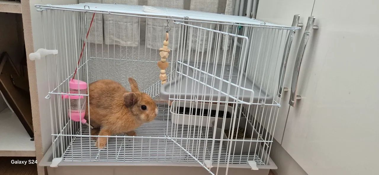 Mini coelho
