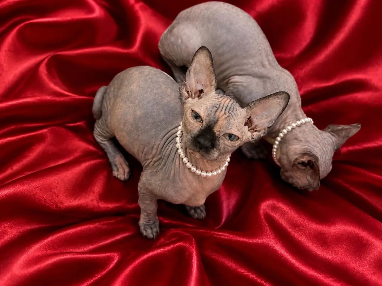Vende-se lindos filhotes de Sphynx fêmeas  - Foto 2