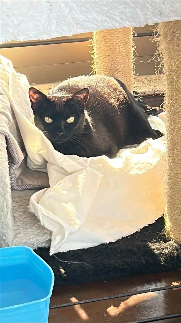Gata fêmea filhote - Foto 5