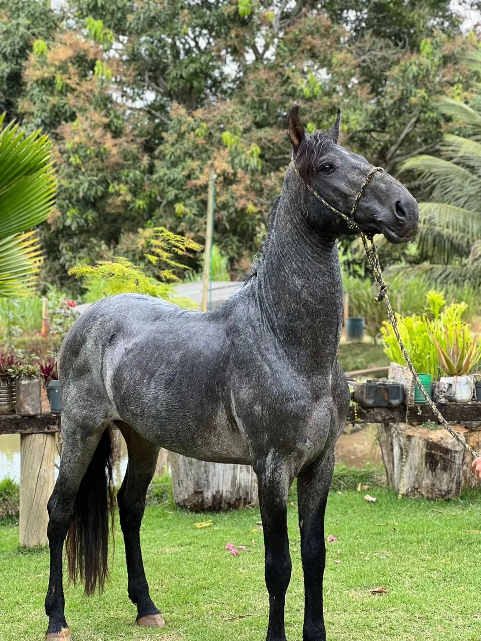 Vendo cavalo registrado marcha batida 