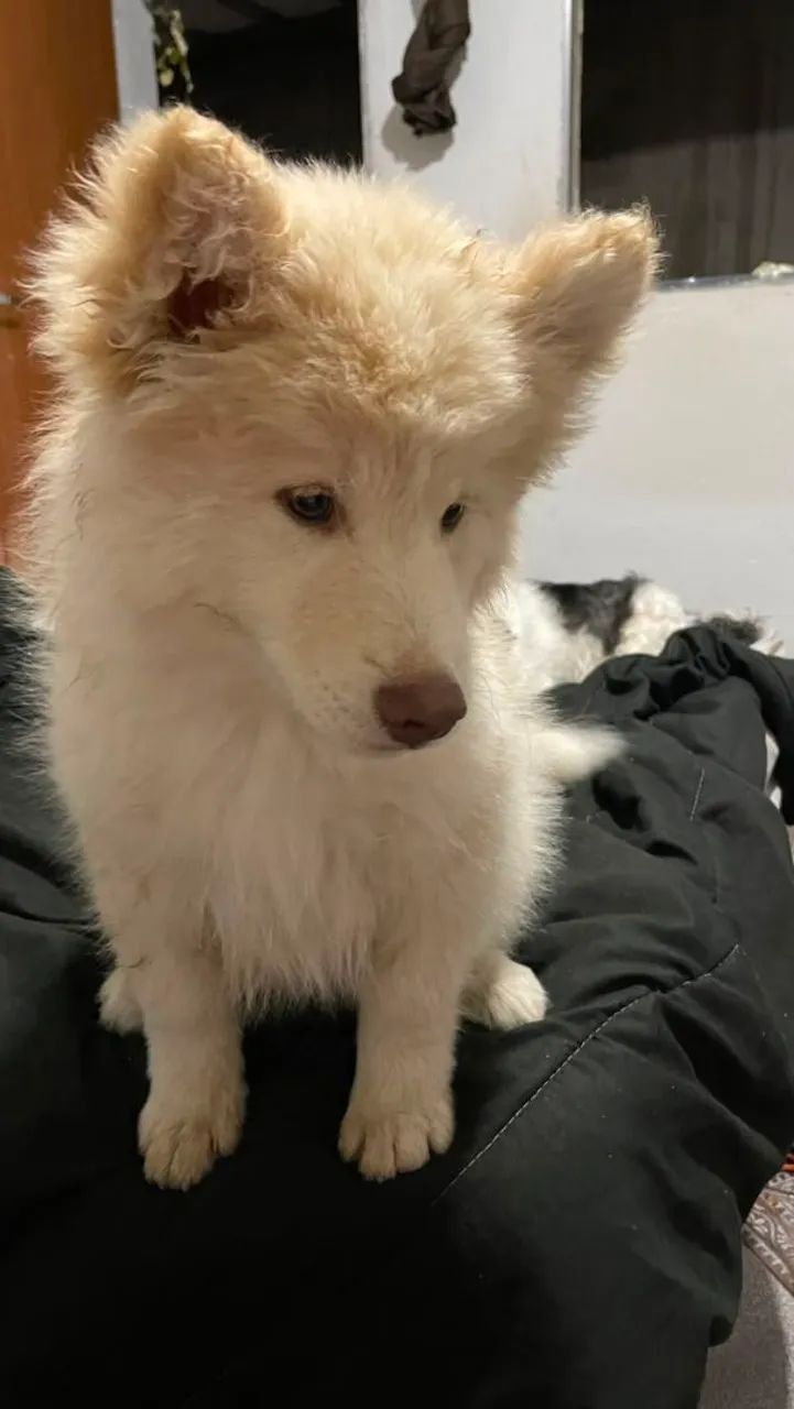 Husky Siberiano  - Foto 2