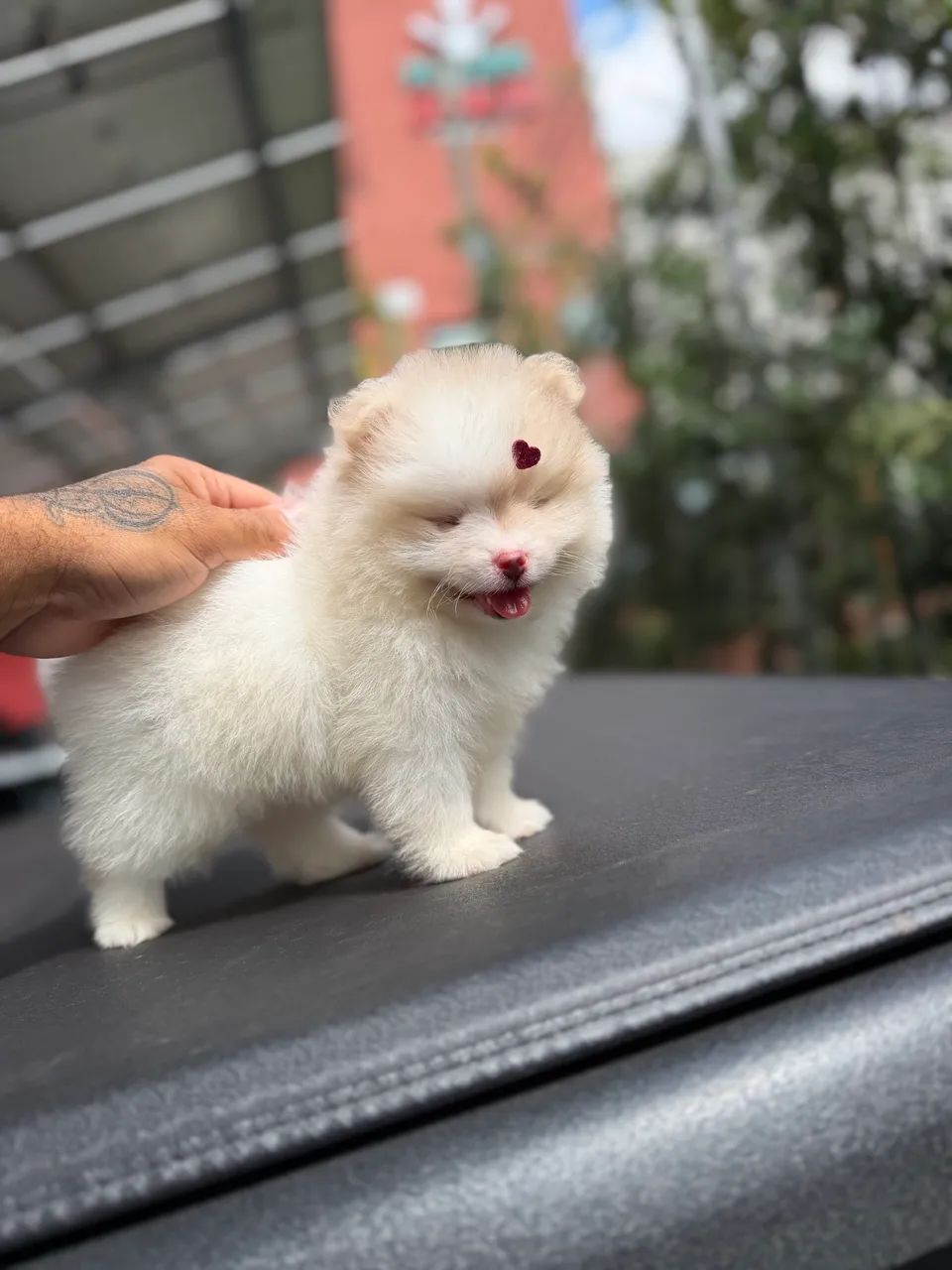 Spitz alemão anão  - Foto 3