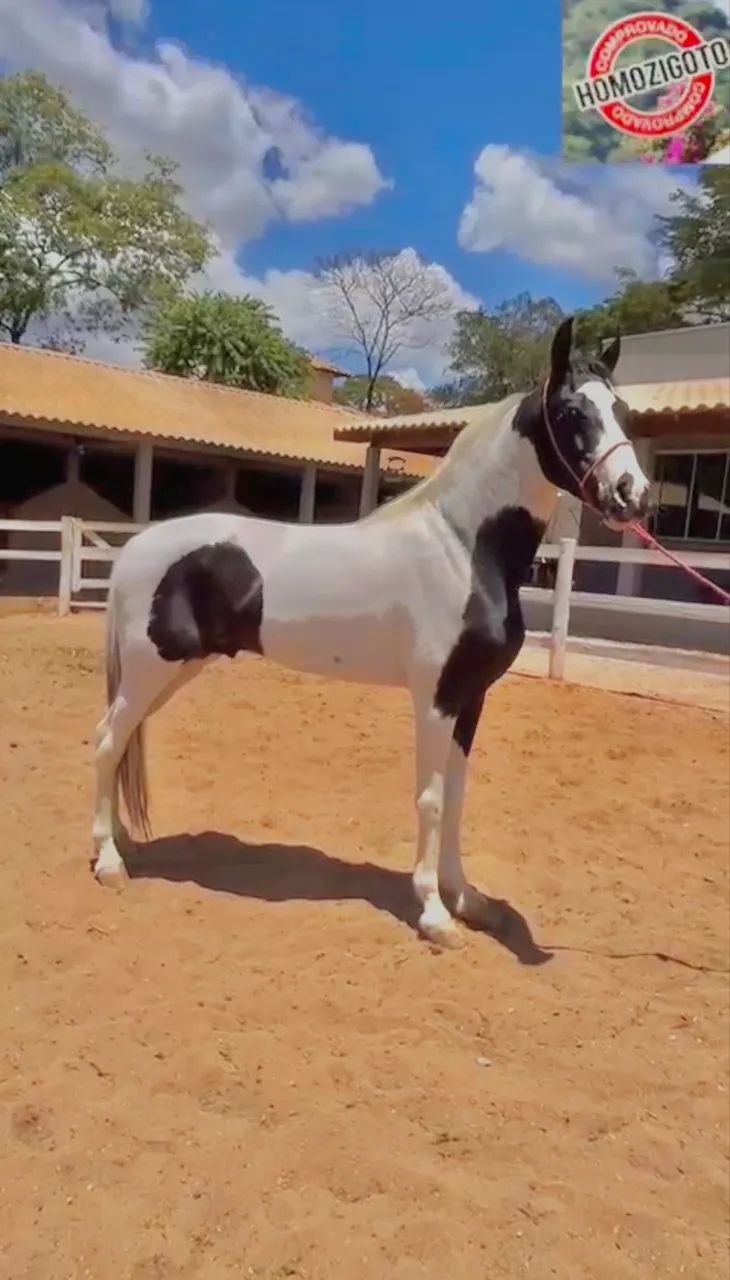 Cavalo pampa de preto Homozigoto