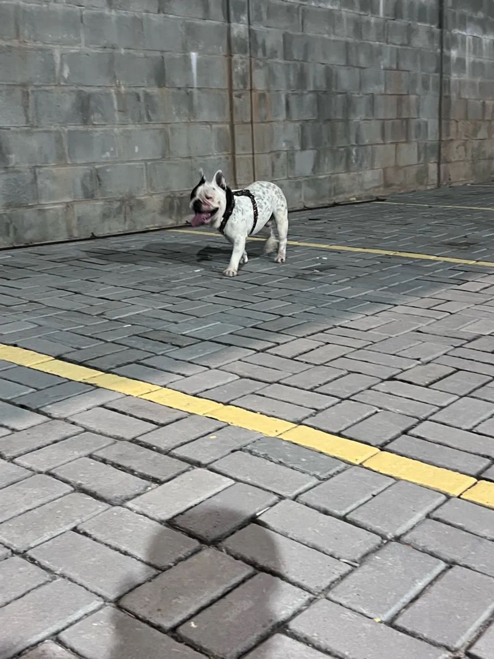 Buldogue francês macho 1 ano e 6 meses - Foto 2