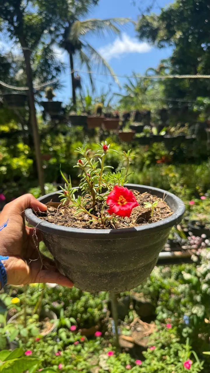 Plantas para todos os ambientes 